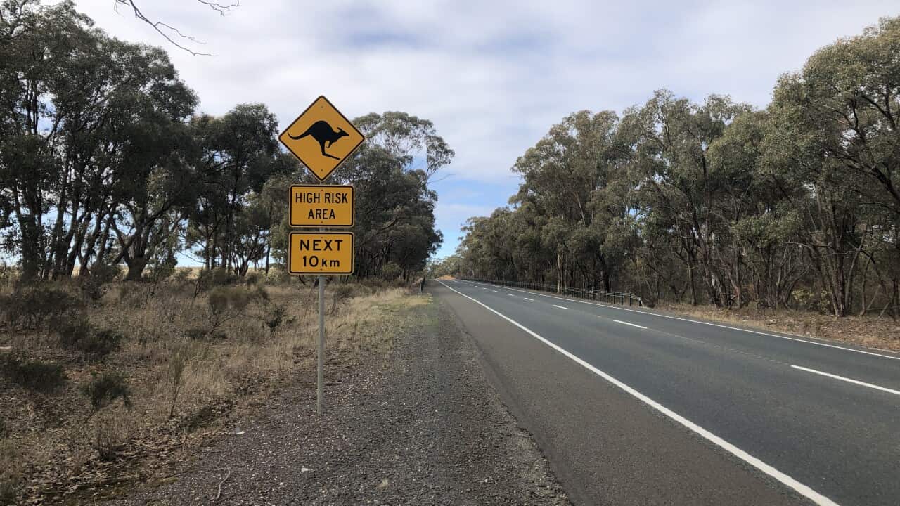 VICTORIA MCIVOR HWY KANGAROO SIGN
