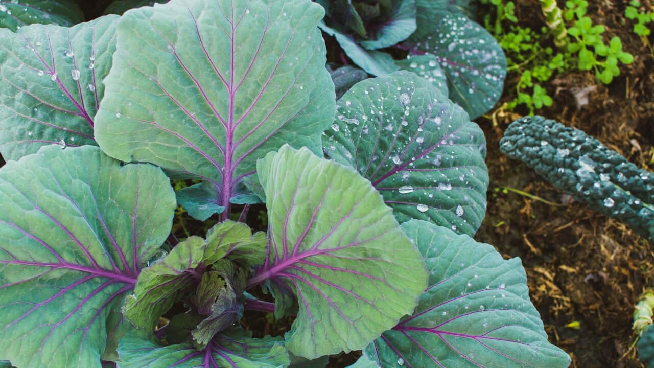 Organic garden in winter