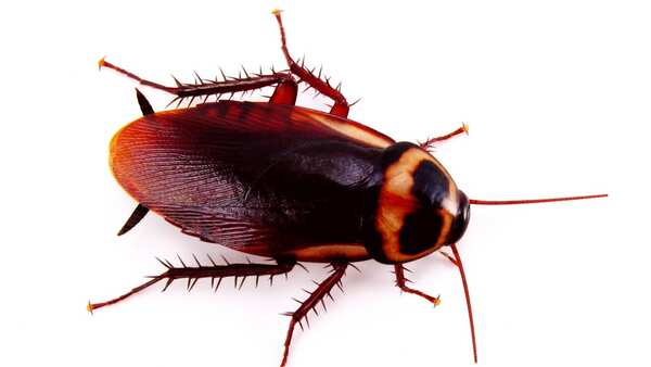 korean_14042025_culture_Cyborg Cockroach image