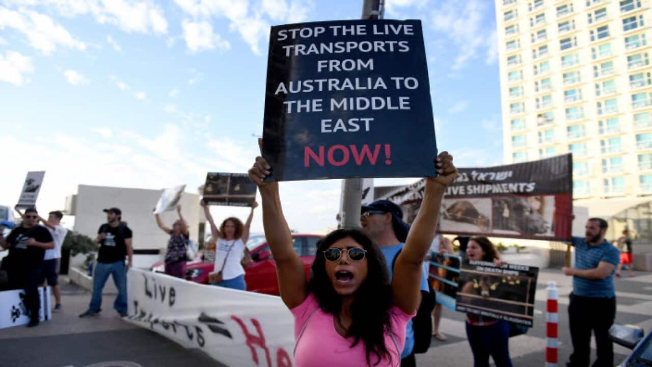 Protesters in Tel Aviv in November opposing live exports from Australia to Israel