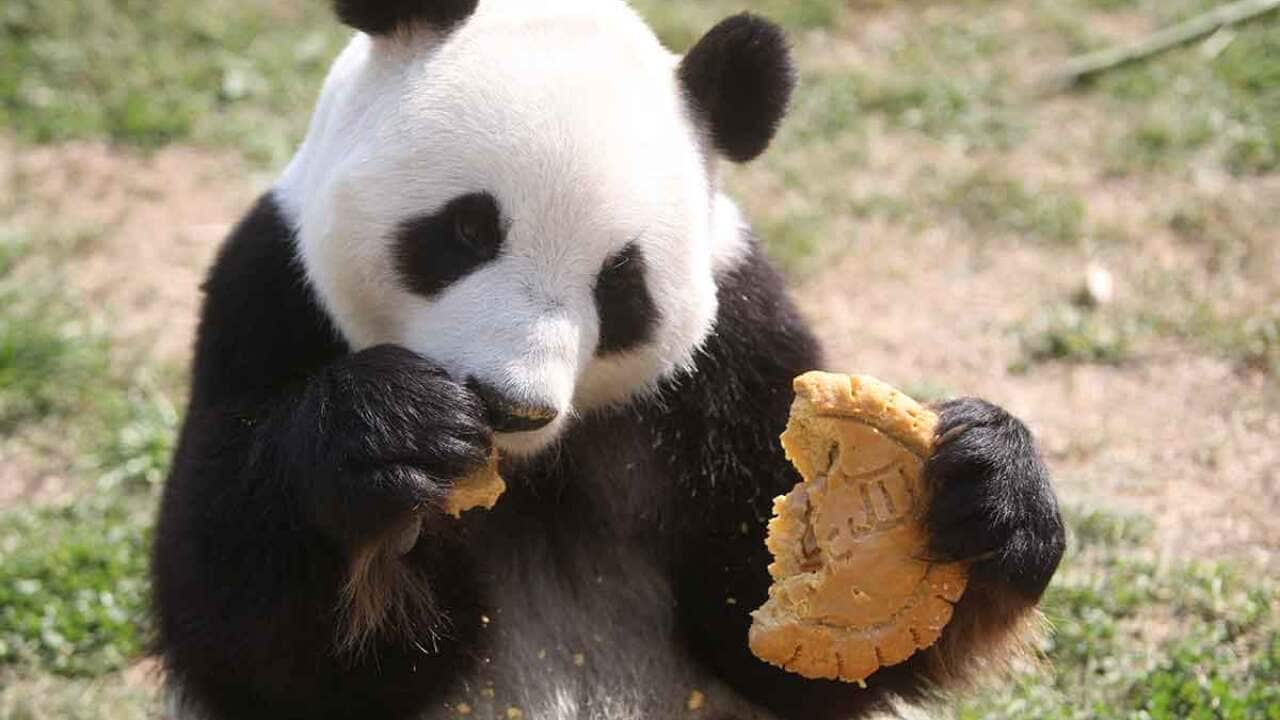 Panda with mooncake