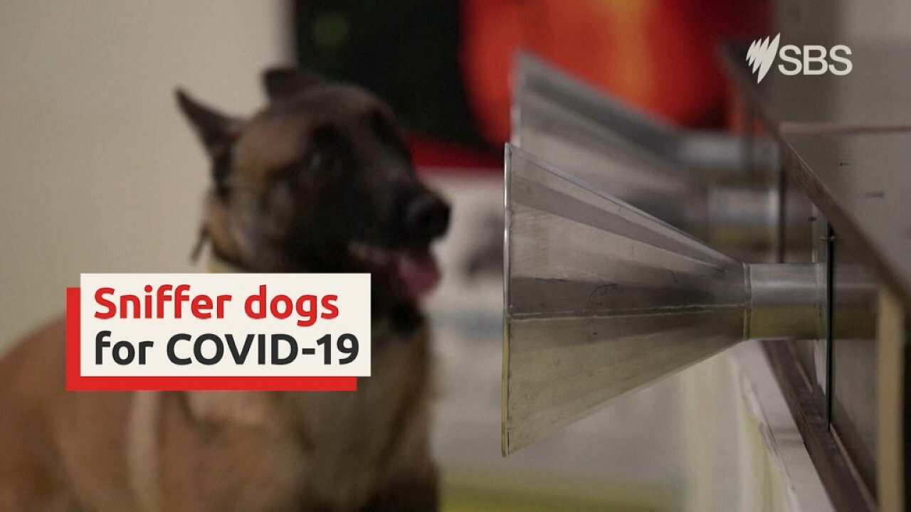Sniffer dogs