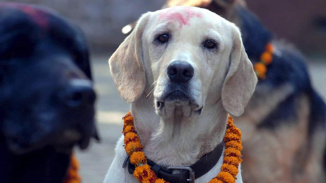 Day of the Dog, Kukur Tihar, Nepal