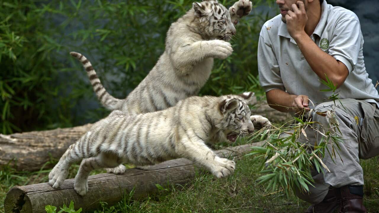 Tiger selfies show the perils of wildlife close encounters (Getty).