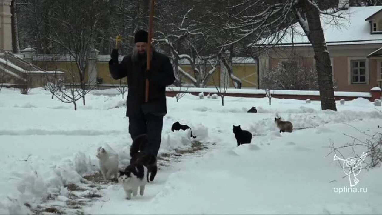 Much ado about kitties. (AP)