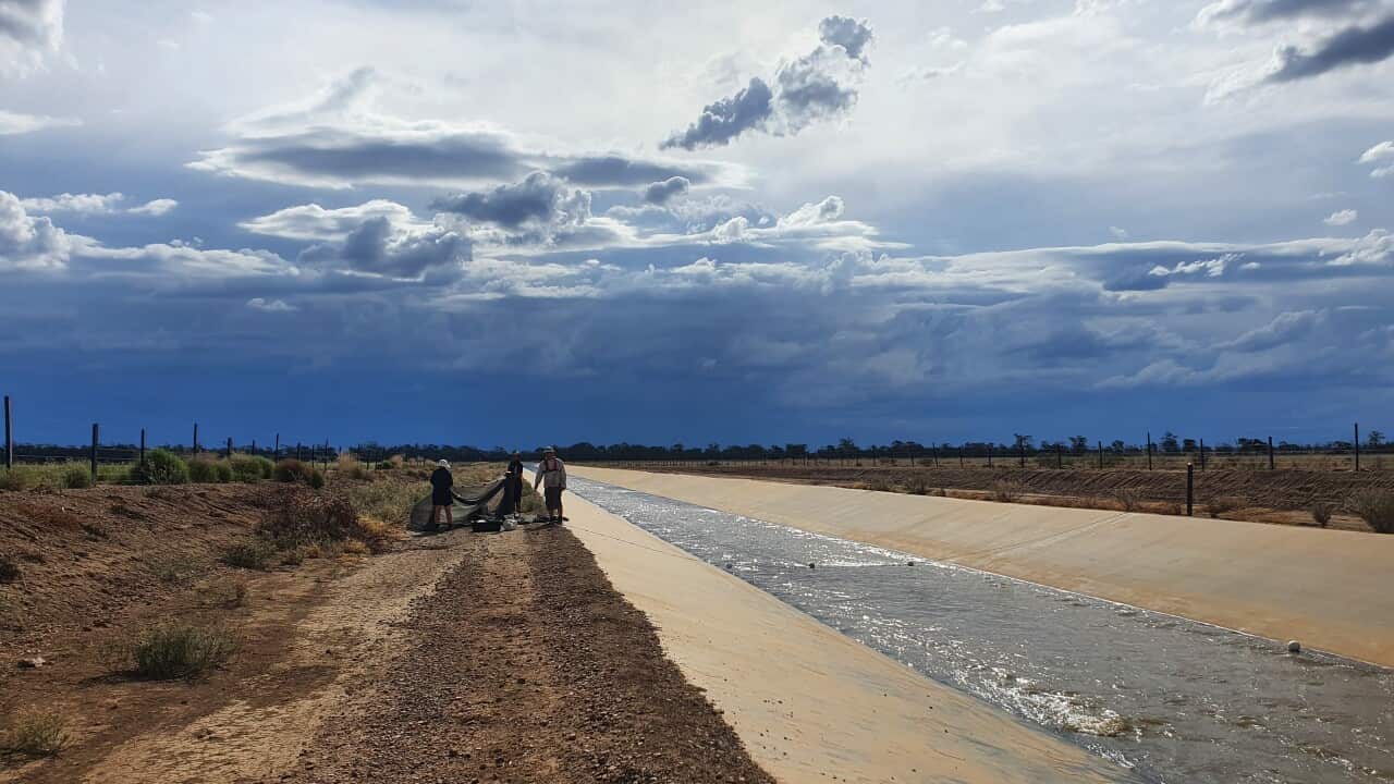 Das Team setzt Netze an einem Bewässerungskanal