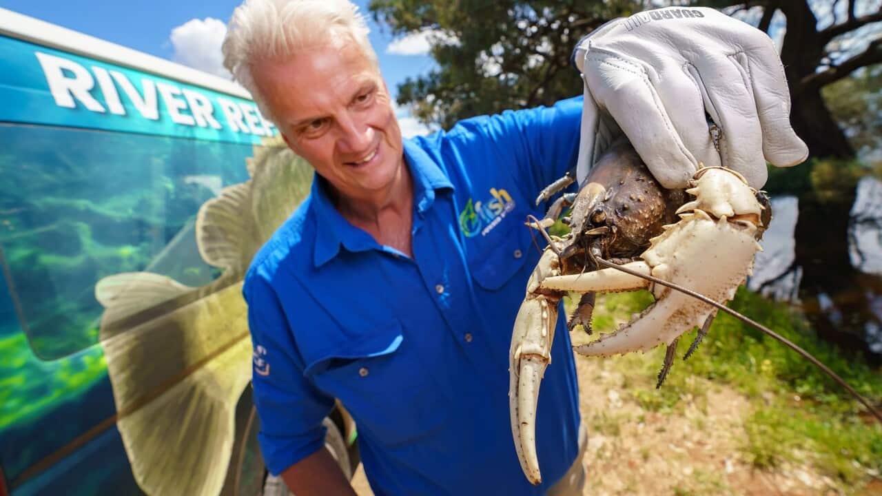 CRAYFISH MURRAY DARLING RIVER