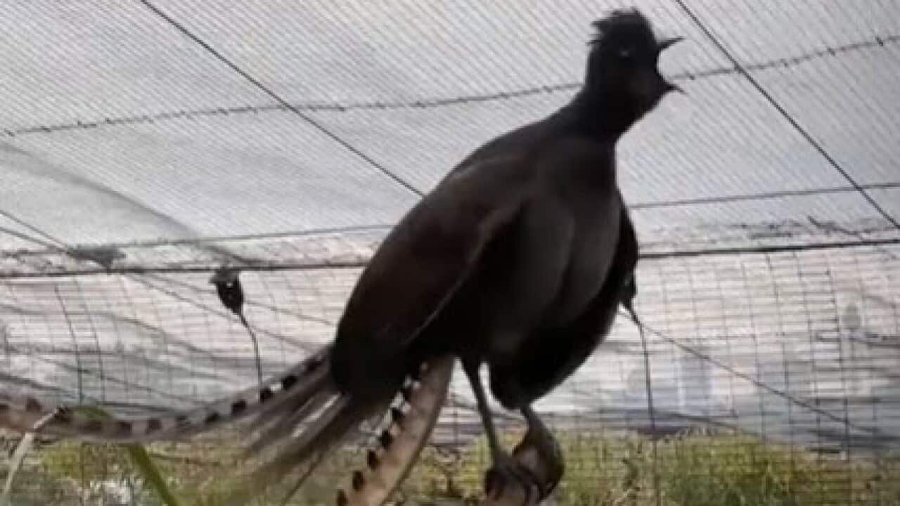 Lyrebird Taronga Zoo Sydney