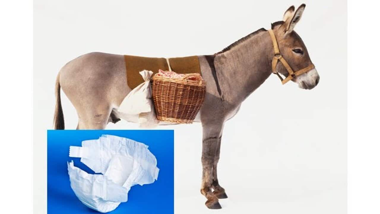 Donkey wearing a diaper