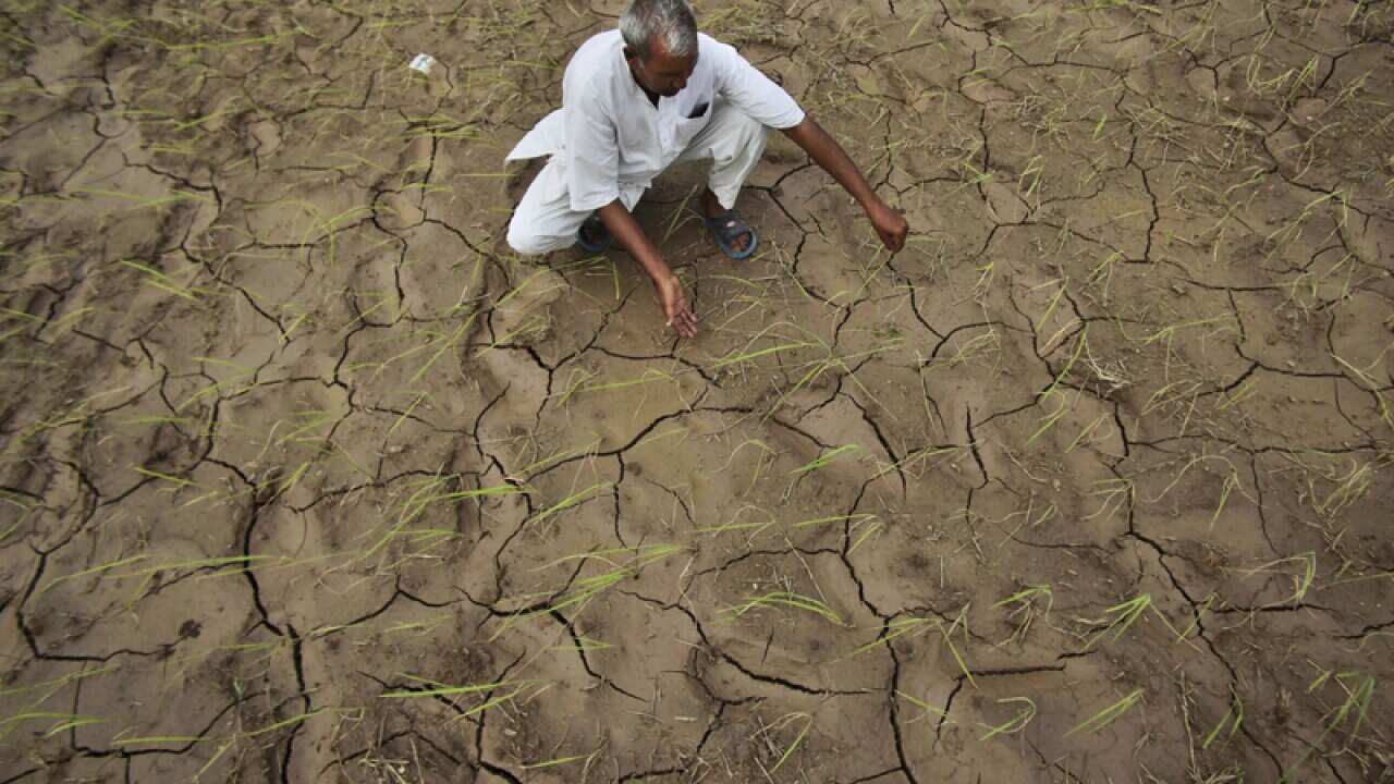 An Indian farmer shows a dry, cracked paddy field.