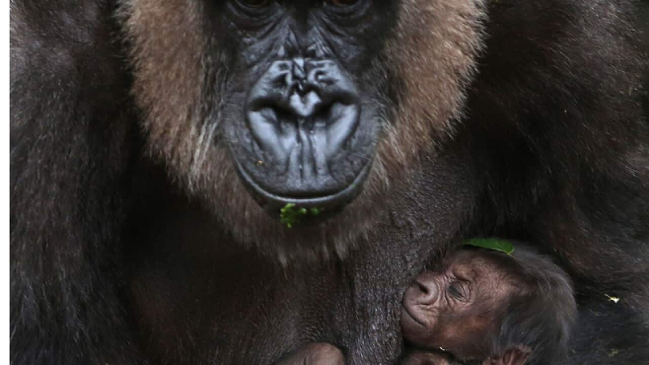 A baby Western lowland gorilla clings to its mother, Frala.