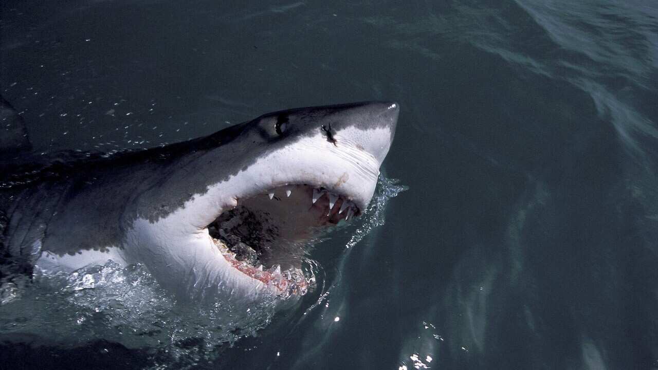 Great white shark numbers are surging in North Atlantic: report | SBS News