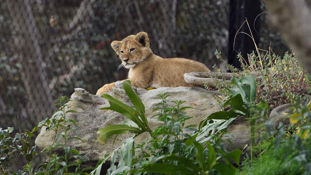 TARONGA ZOO LION CUBS