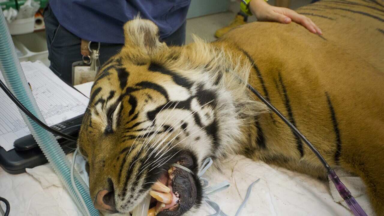 Sumatran Tiger Dumai receives a health check at Perth Zoo