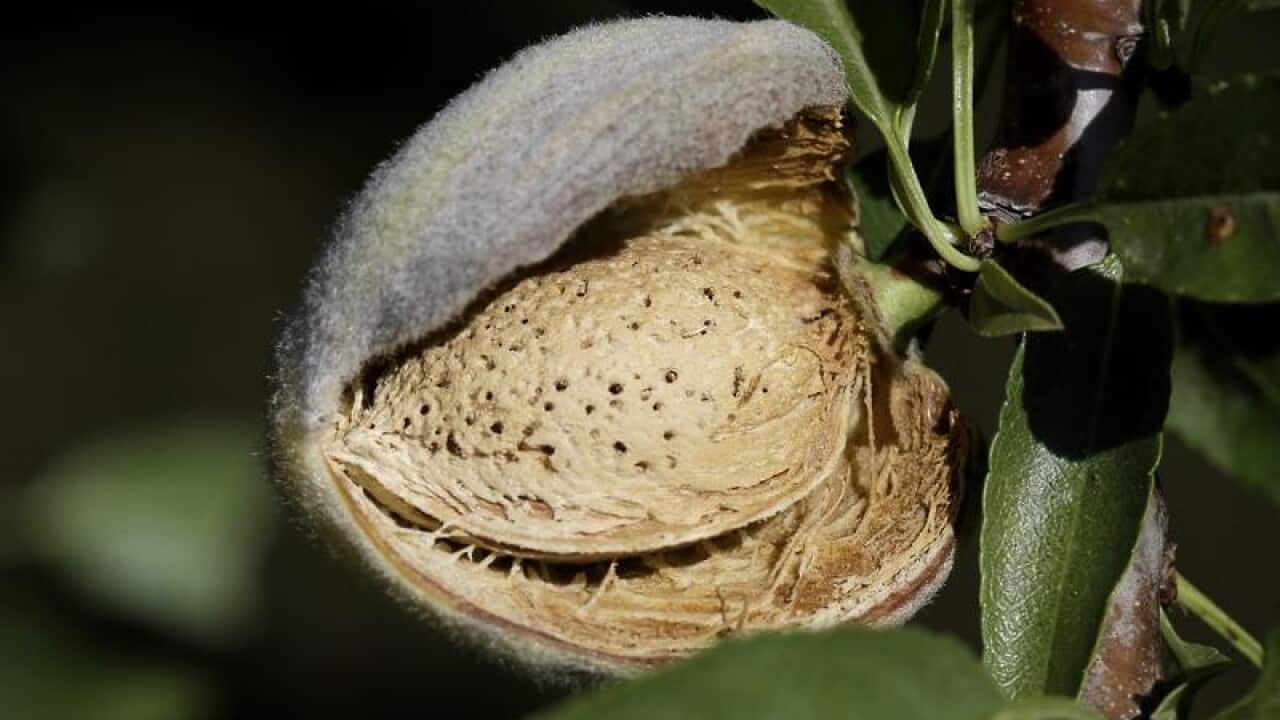 A nearly ready-to-harvest almond