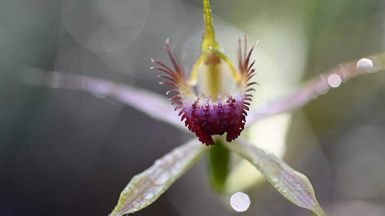 Image for read more article 'More episodes of Noongar Wellbeing'