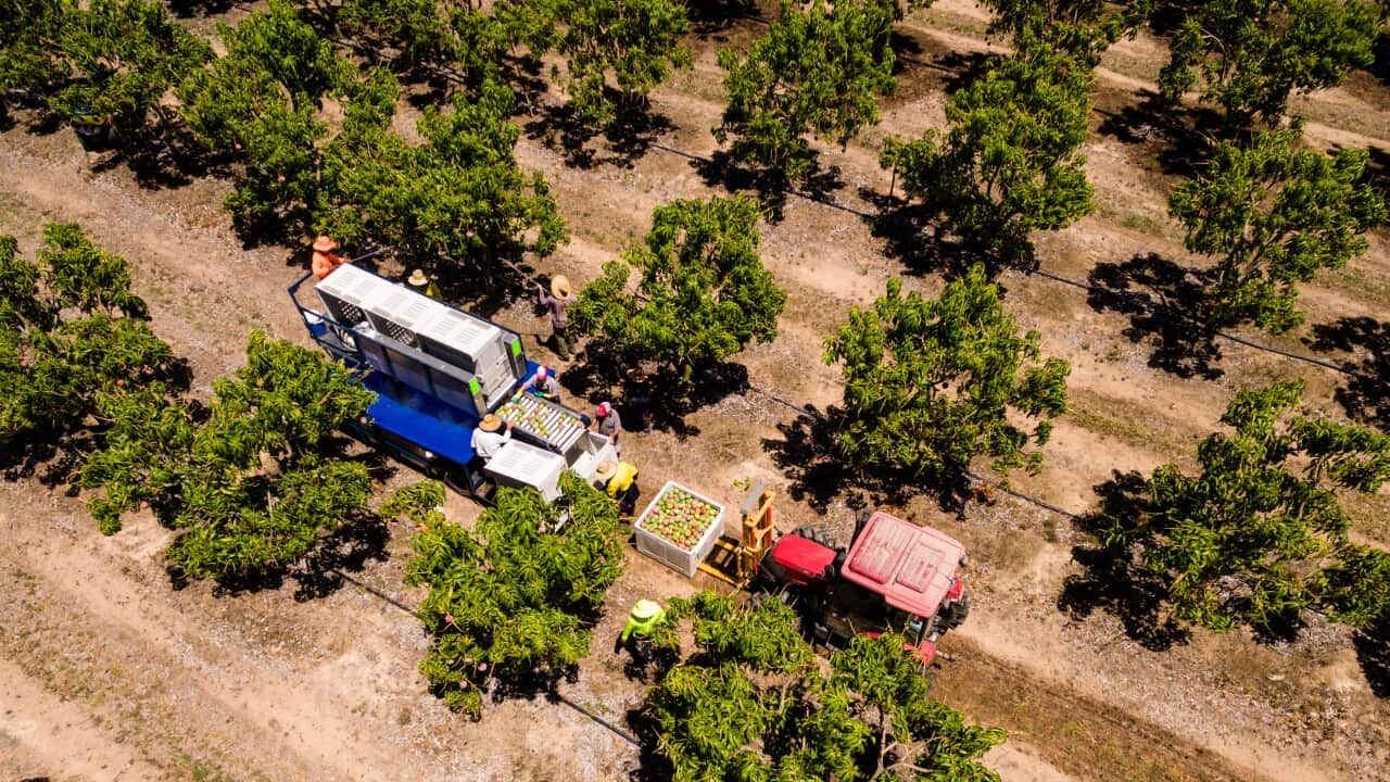 An aerial view of a truck among mango trees.