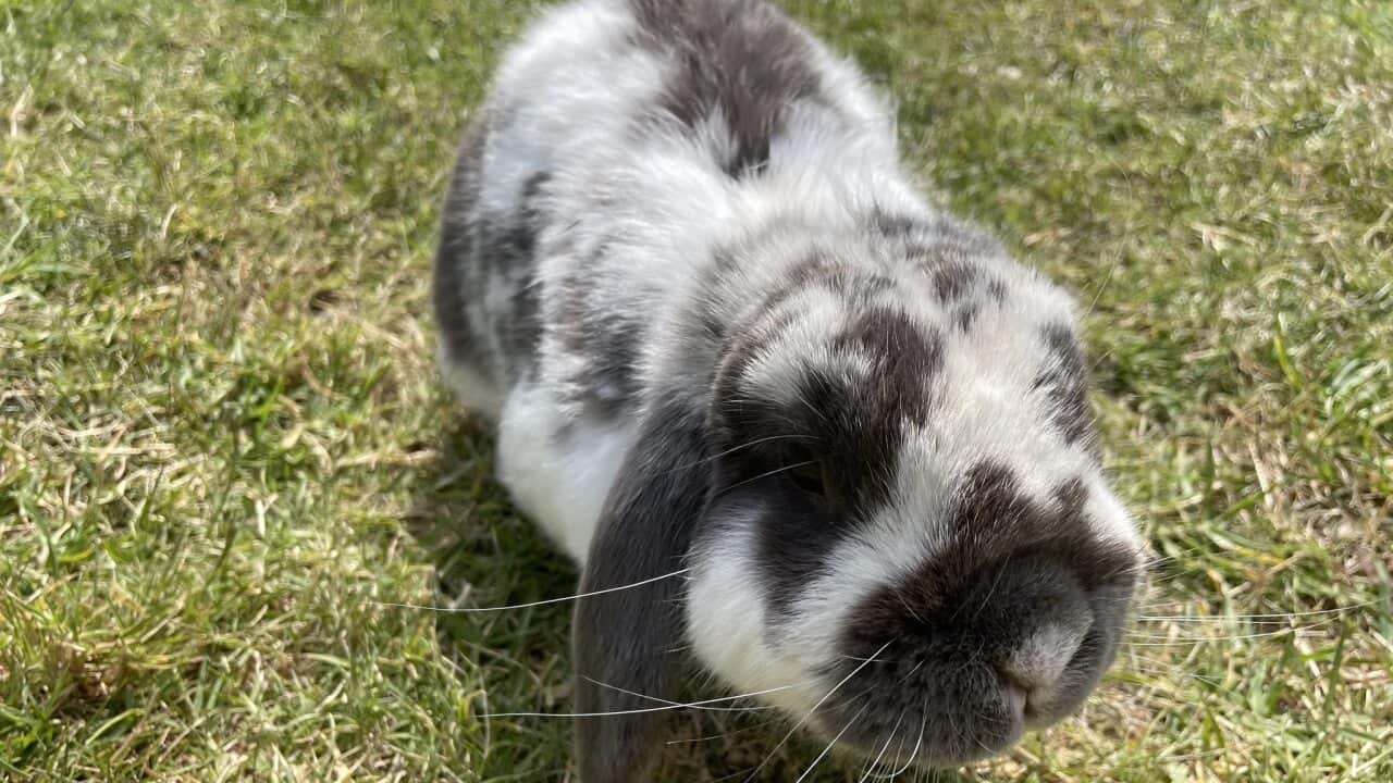 BorBor is Tracy Lo's pet rabbit.