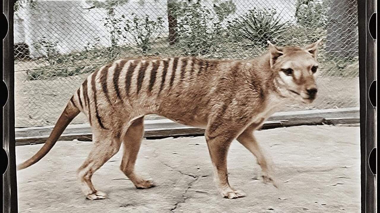 Tasmanian tiger thylacine colour film