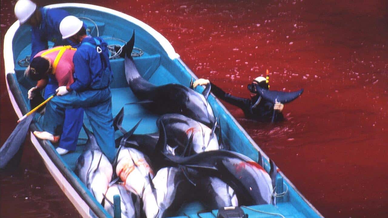 taiji_dolphin_160914_aap.jpg