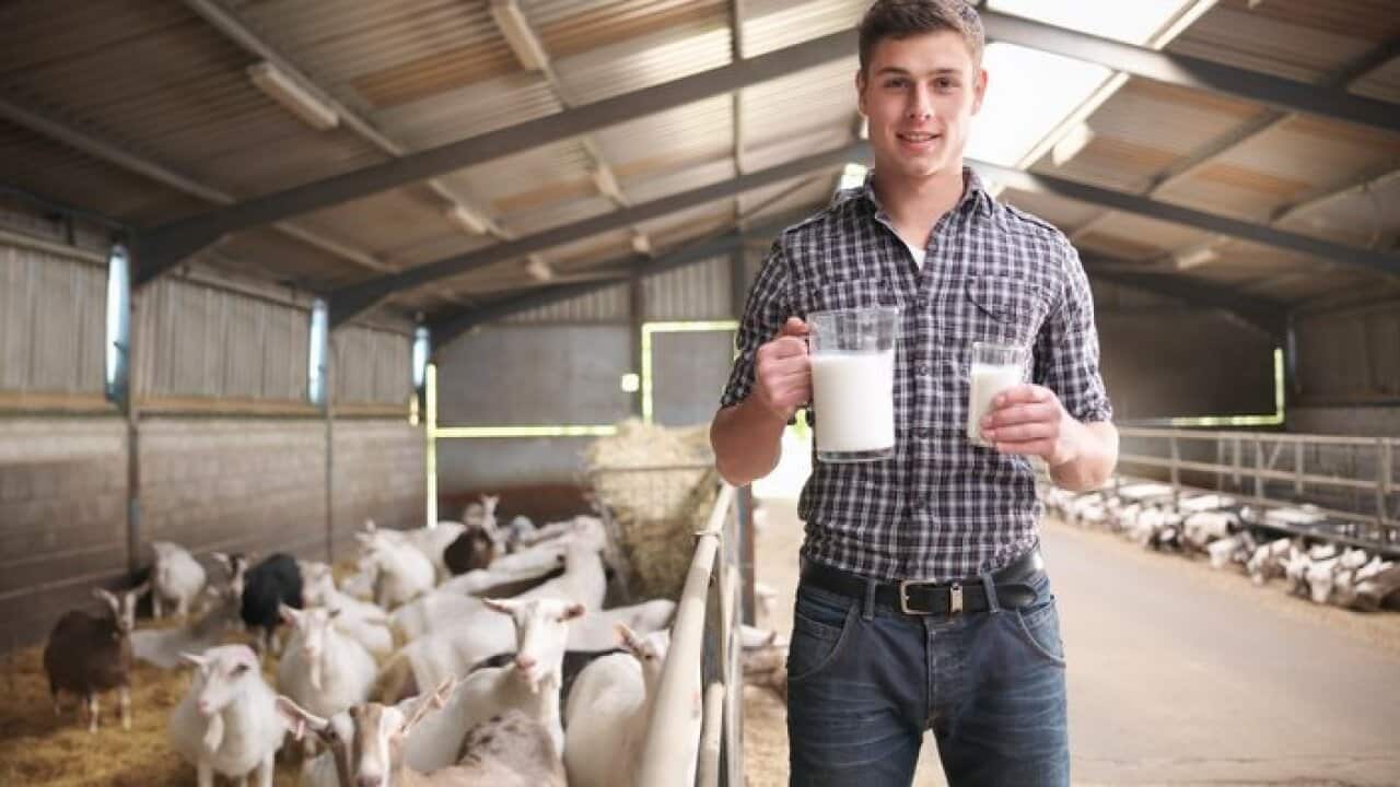 Worker with glass of goat's milk on farm.