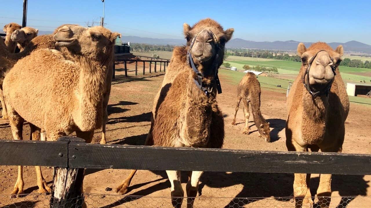 Camels on the farm in the NSW Upper Hunter.