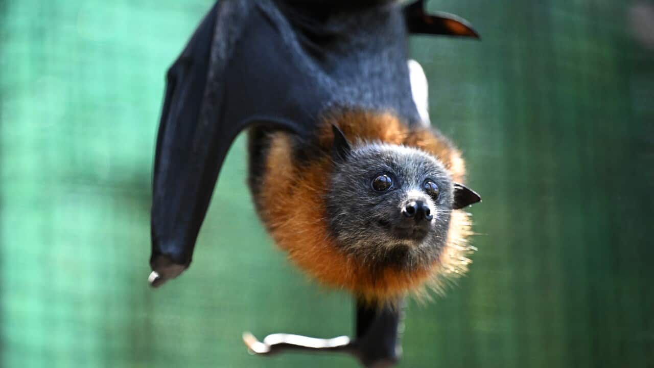 Australian bat