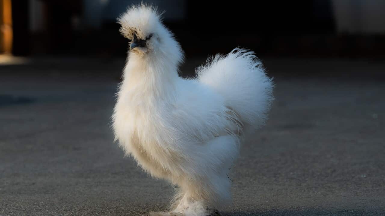 White Silkie Posing for Camera