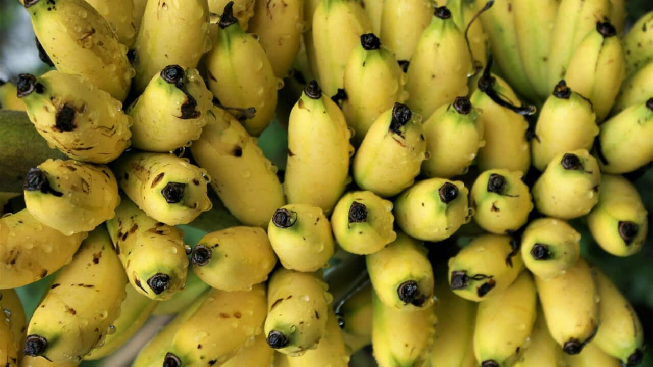 Philippine bananas are officially being assessed in Canberra for export requirements.