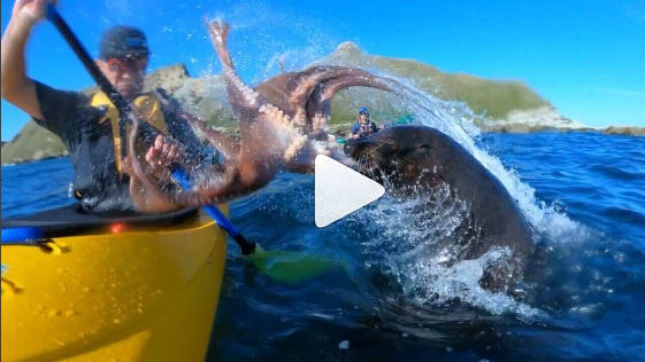 Una foca golpea con un pulpo a un piragüista en Nueva Zelanda