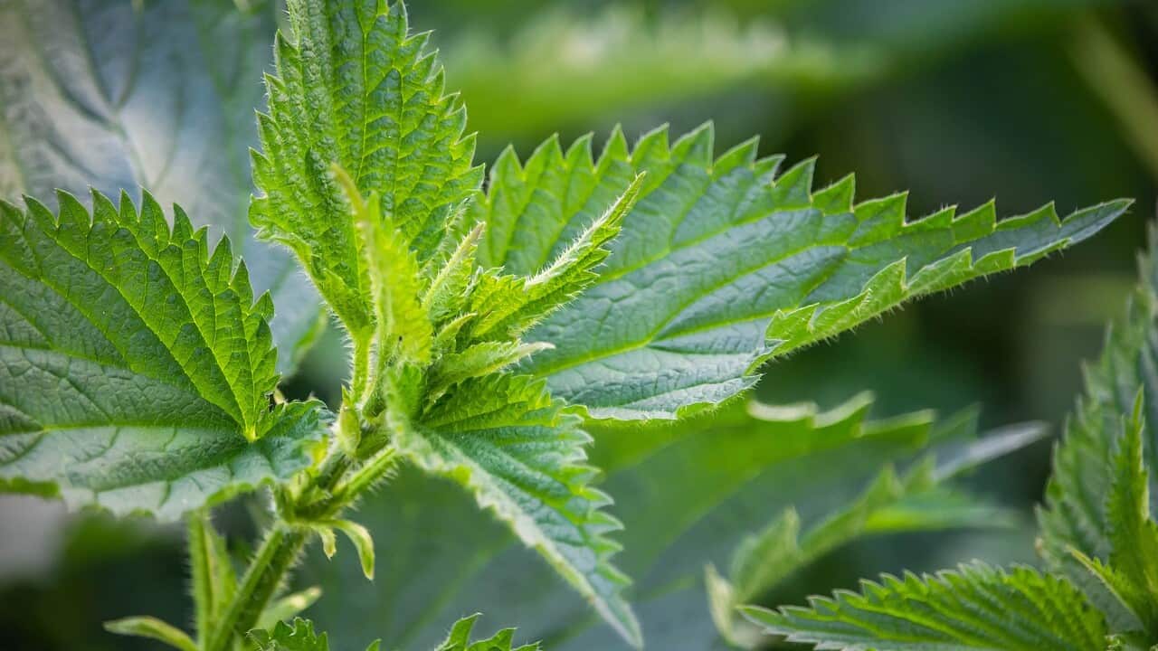 越靚越毒 嘅夾竹桃 Sbs Chinese 越靚越毒 嘅夾竹桃 Sbs Chinese