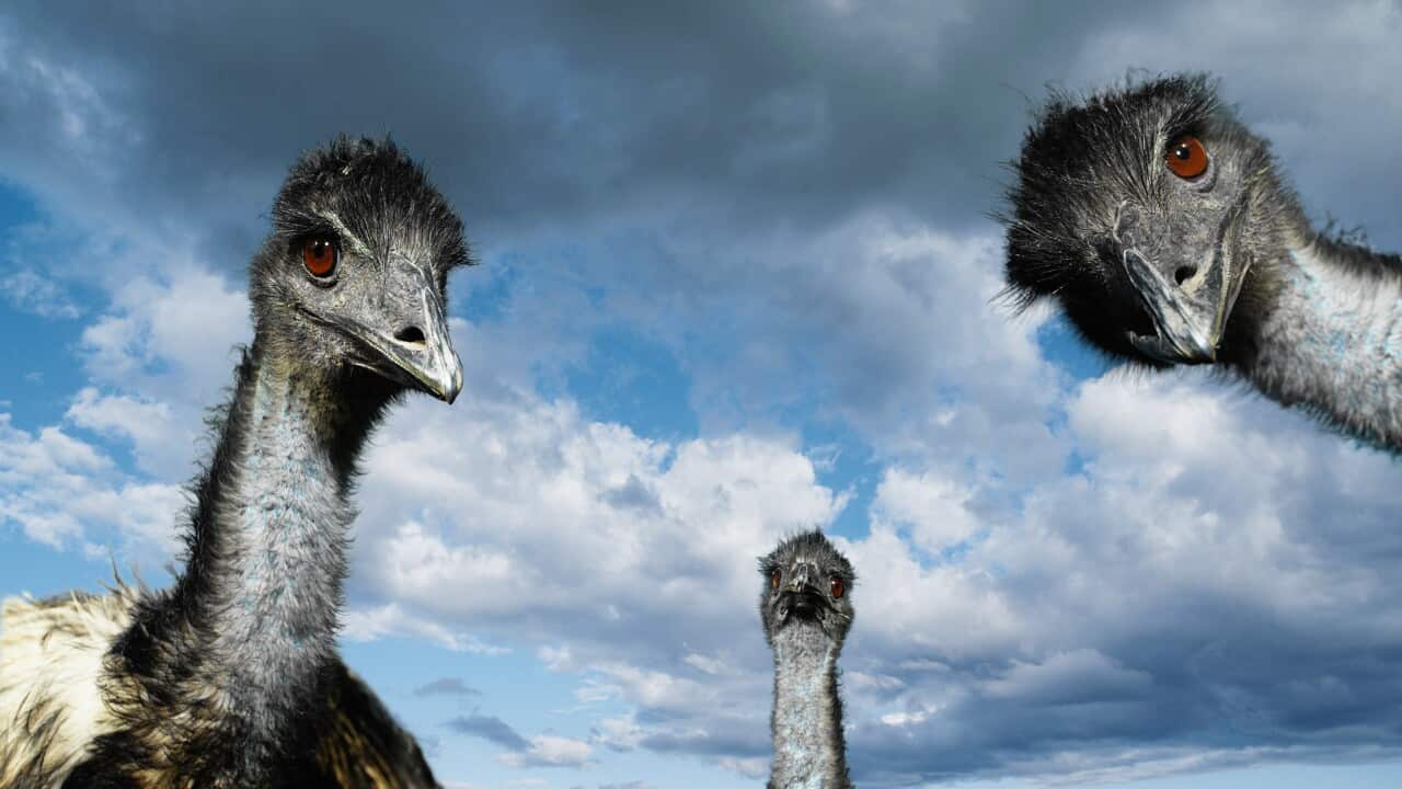 Three emus (Dromaius novaehollandiae), low angle view
