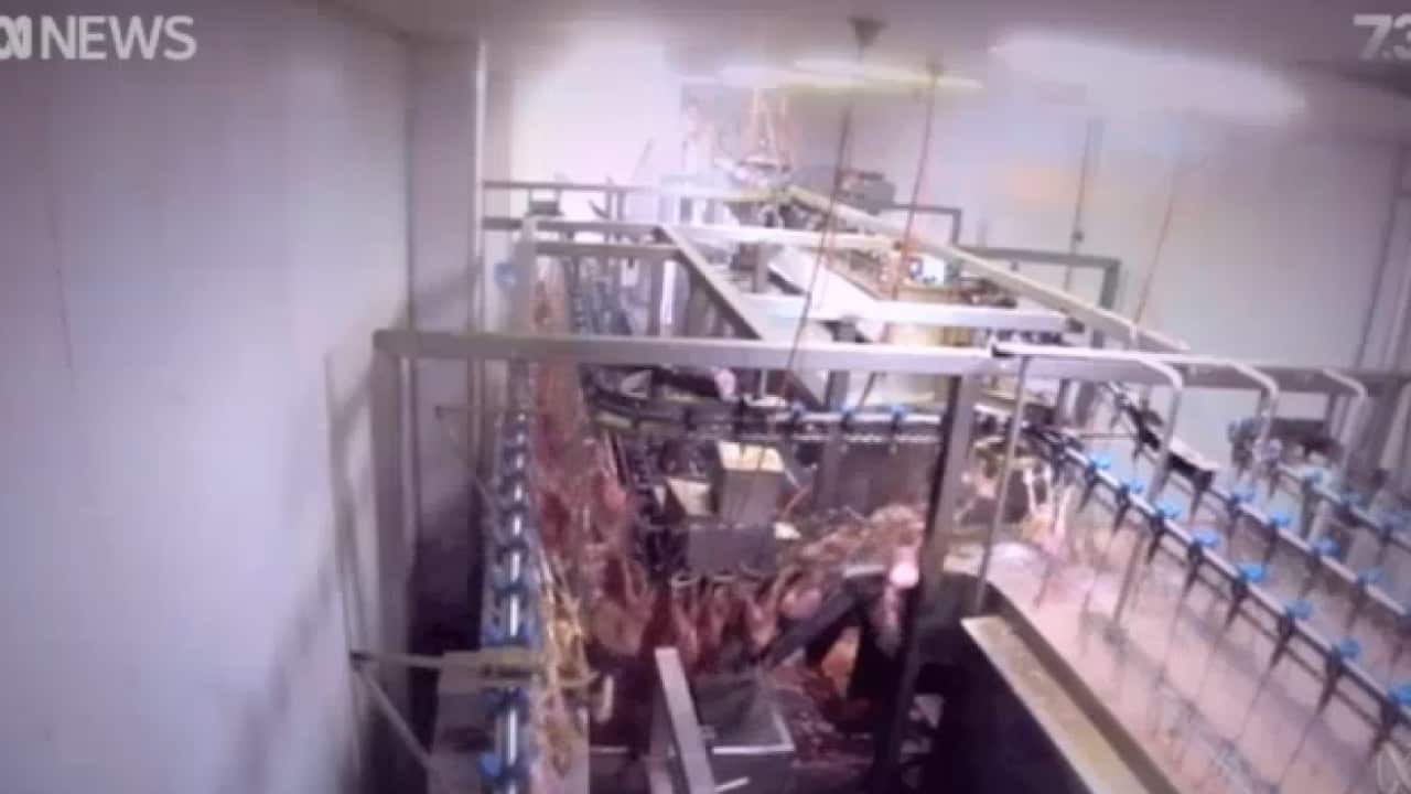 Secretly-recorded footage shows how chickens are killed at Star Poultry abattoir.