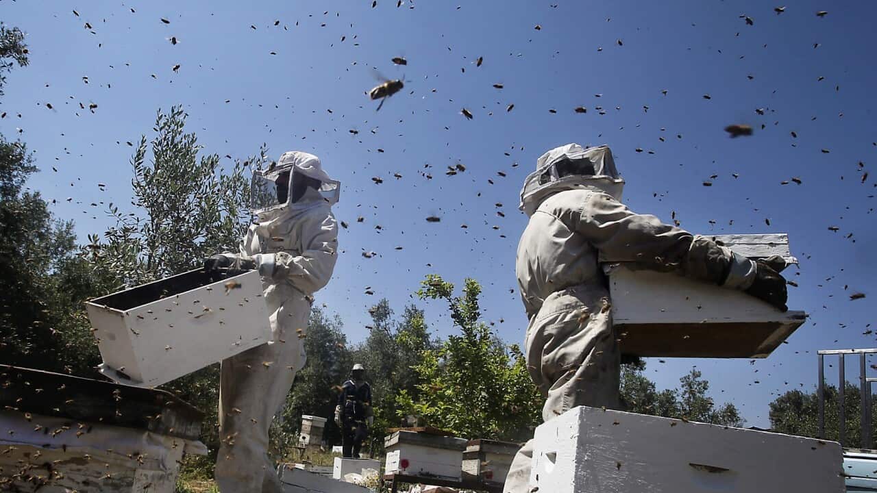 MIDEAST ISRAEL PALESTINIANS GAZA HONEY BEES