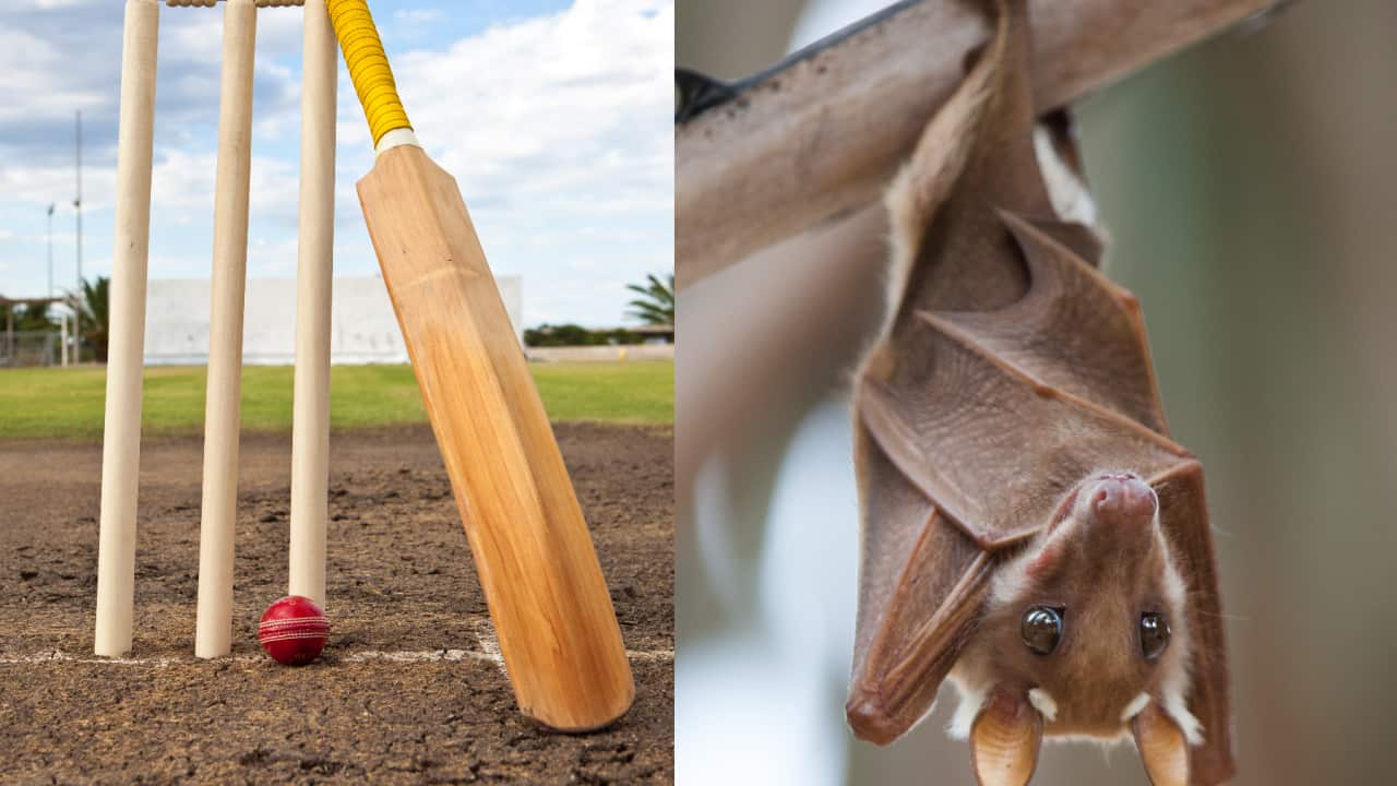 BAT LE.png