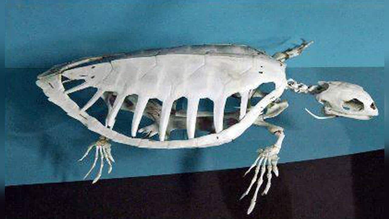 One of the rare items that was stolen from the University of Sydney.