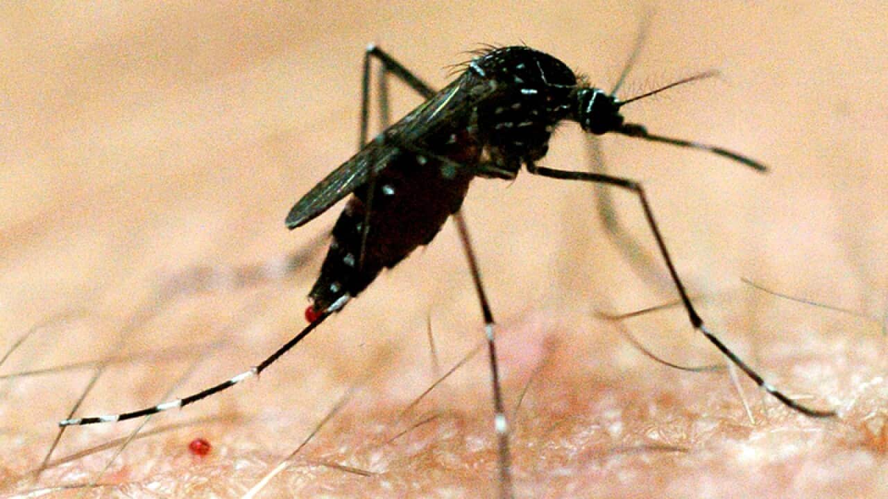 A mosquito leaves drips of blood after drawing blood from an arm