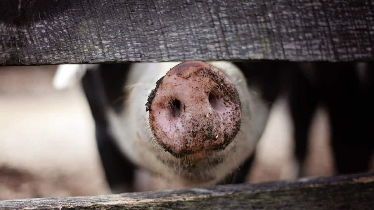 The Year of the Pig has just begun!