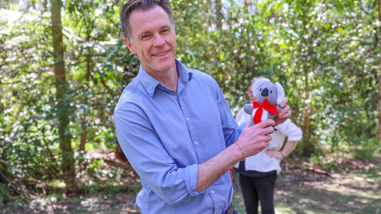 THE GREAT KOALA NATIONAL PARK