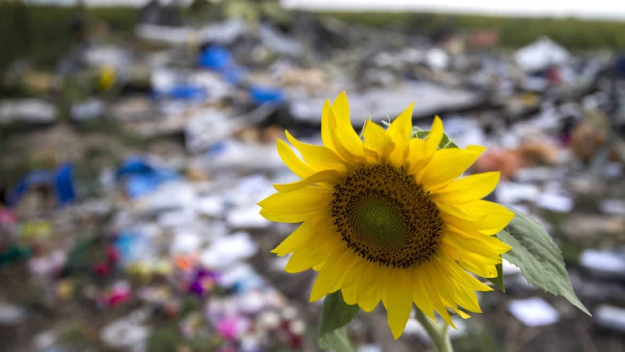 A sunflower in between the debris of Malaysia Airlines Boeing 777