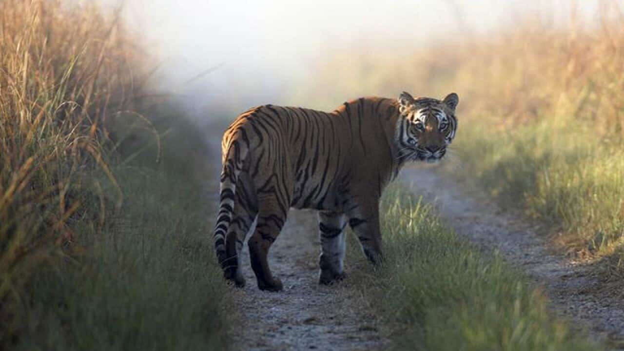 A tiger at the Corbett Tiger Reserve in northern India