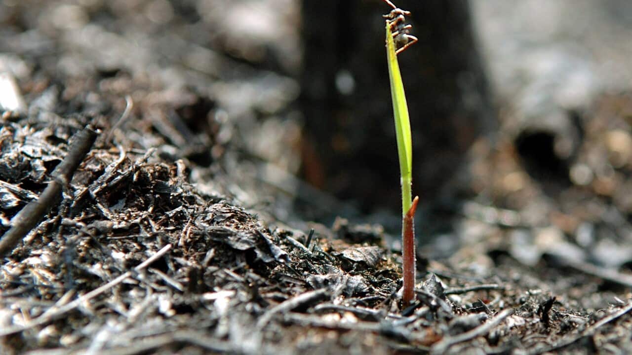 A fire ant crawls up a new blade of grass 