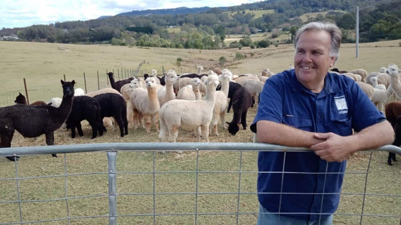 Harvey Gollan with his alpacas