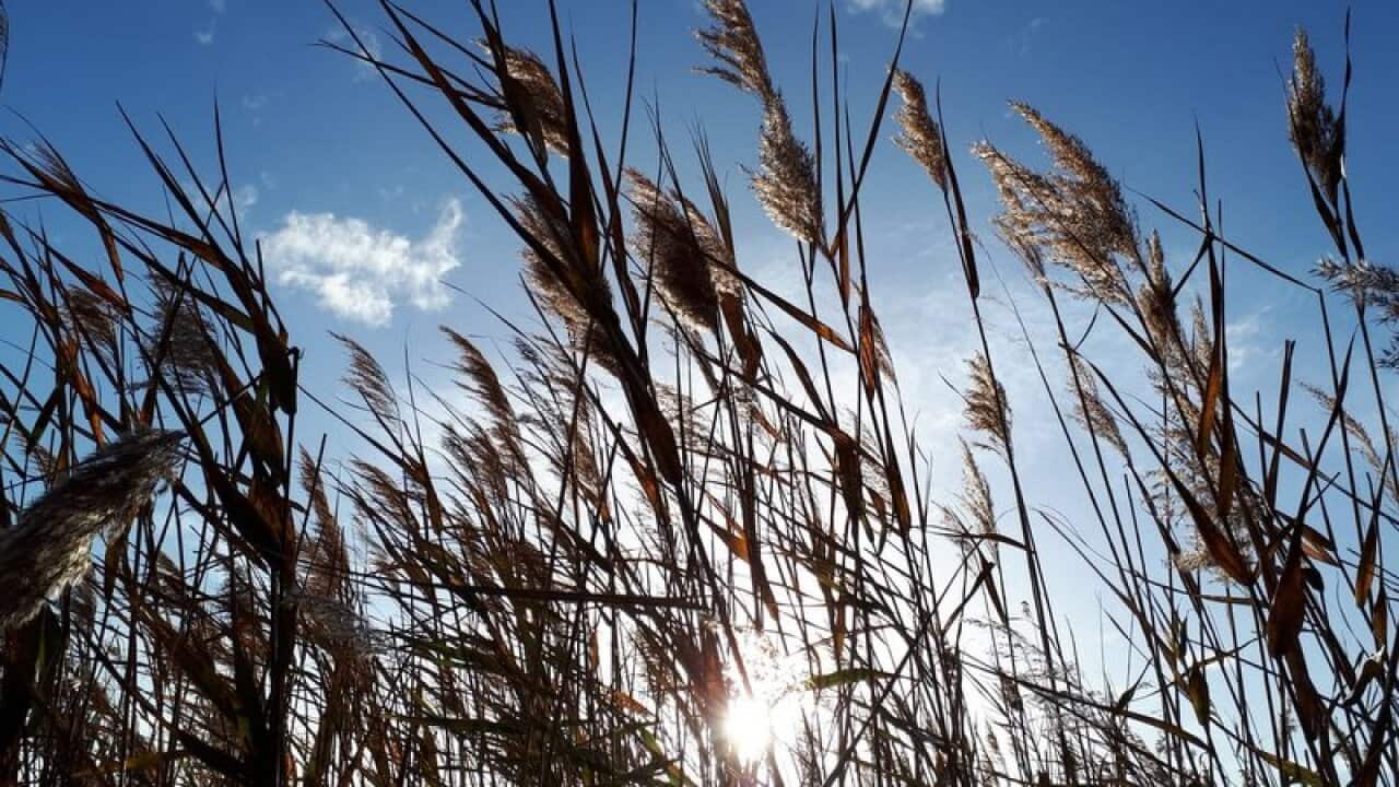 Quê hương trong bóng tà dương...