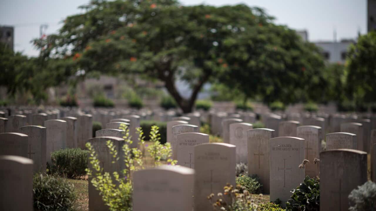 Rows of headstones in a cemetery. There are shrubs growing between them and a large, lush green tree in the background.