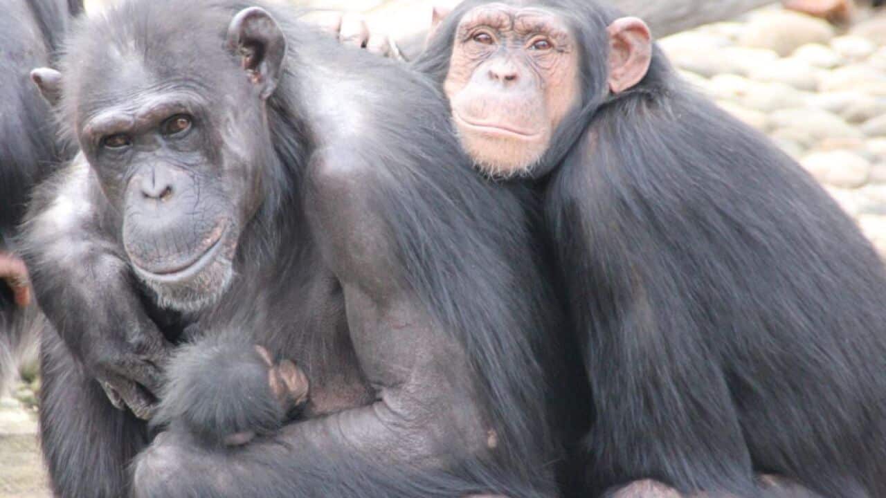 Baby chimpanzee welcomed at Taronga Zoo