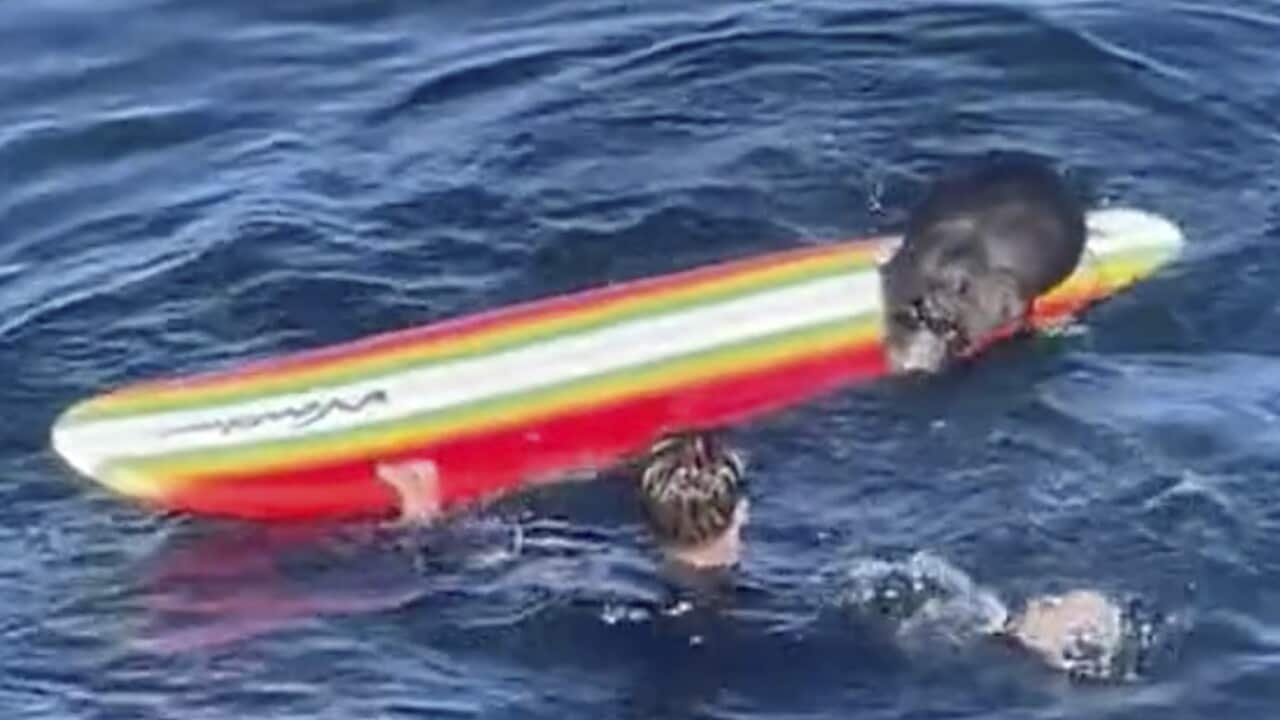 California-Otter Vs Surfers