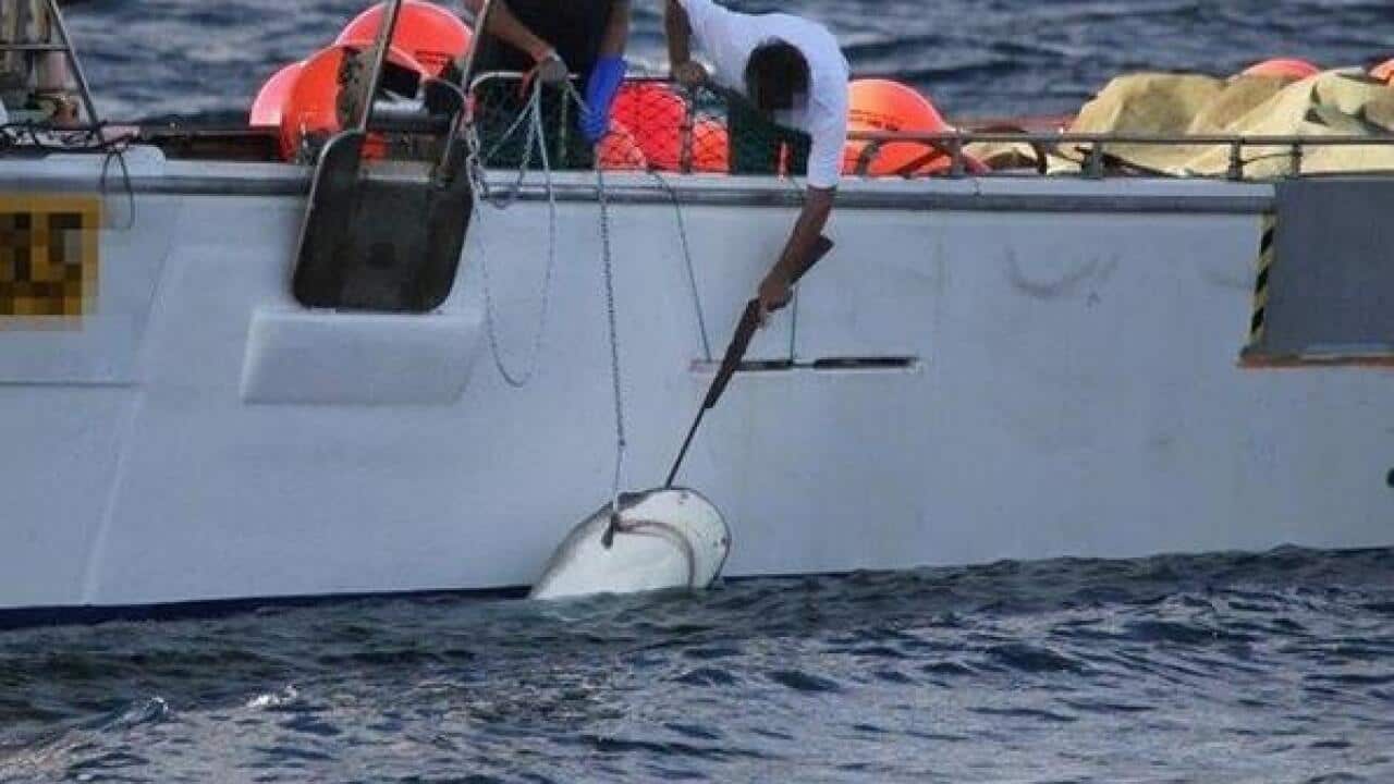 Shark_cull_140127_WA.jpg