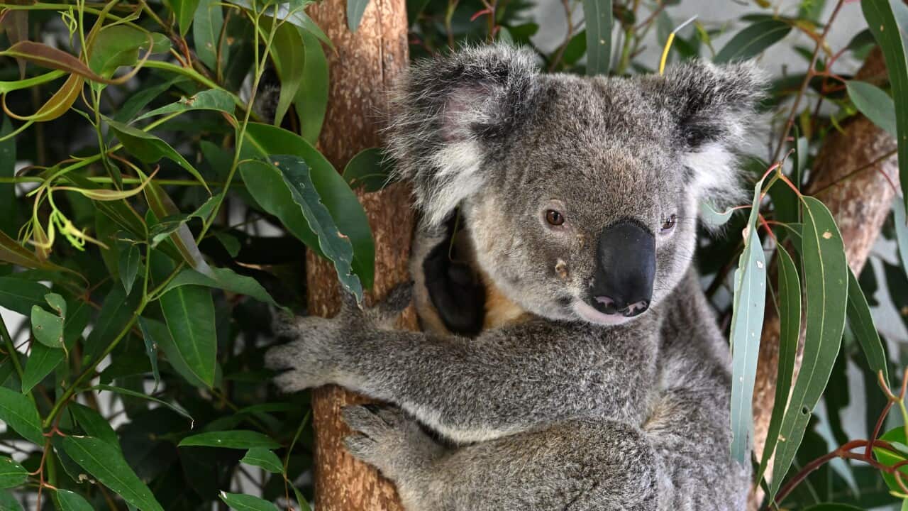 Breakthrough Chlamydia vaccine offers hope for endangered koalas Breakthrough Chlamydia vaccine offers hope for endangered koalas