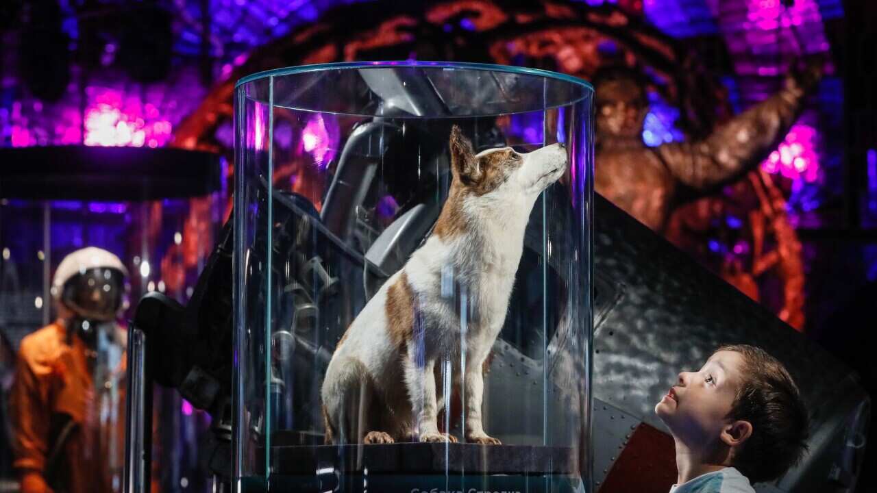 RUSSIA SPACE DOGS BELKA AND STRELKA